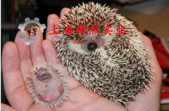  4J29膨胀合金的合金组织结构介绍